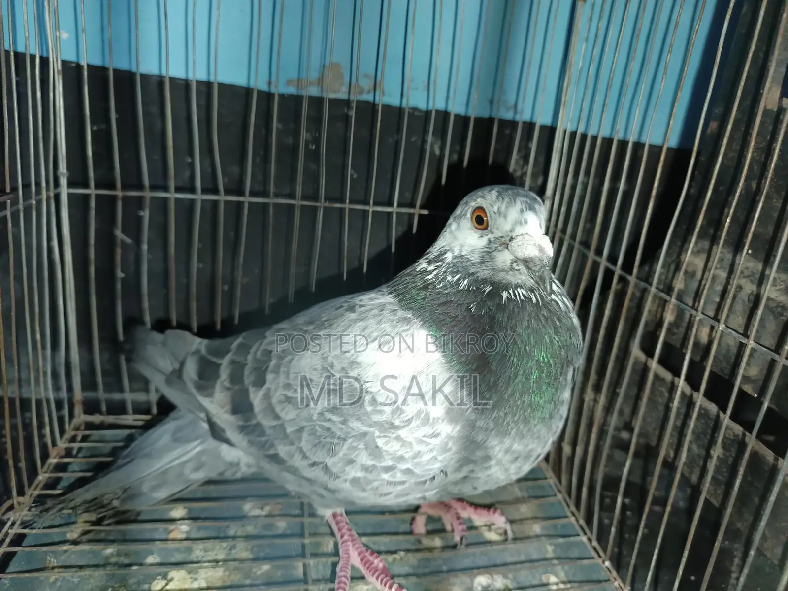 Grizzle Pigeon for Sale