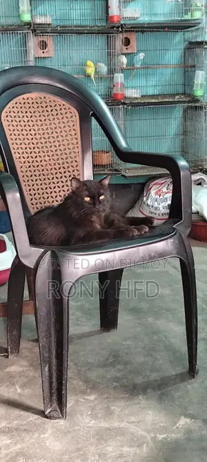 Mix Breed Cat
