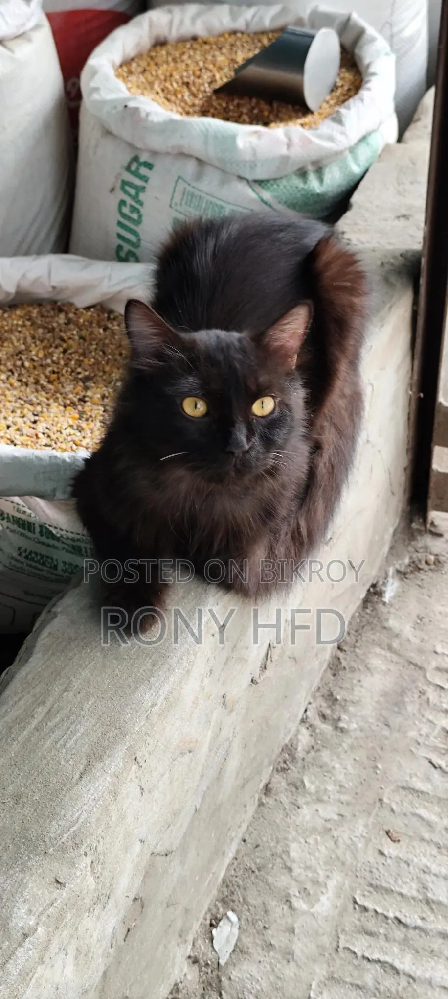 Mix Bread Cat