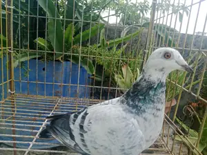 Racer Pigeon Pair for Sale