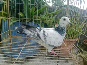 Racer Pigeon Pair for Sale