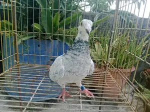 Racer Pigeon Pair for Sale