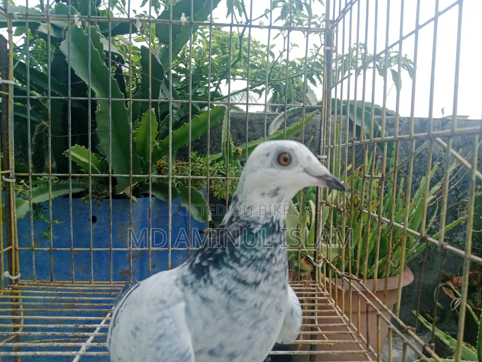 Racer Pigeon Pair for Sale