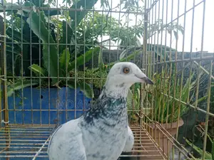 Racer Pigeon Pair for Sale