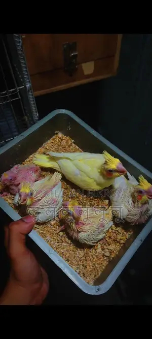Cockatiel Bird Chicks