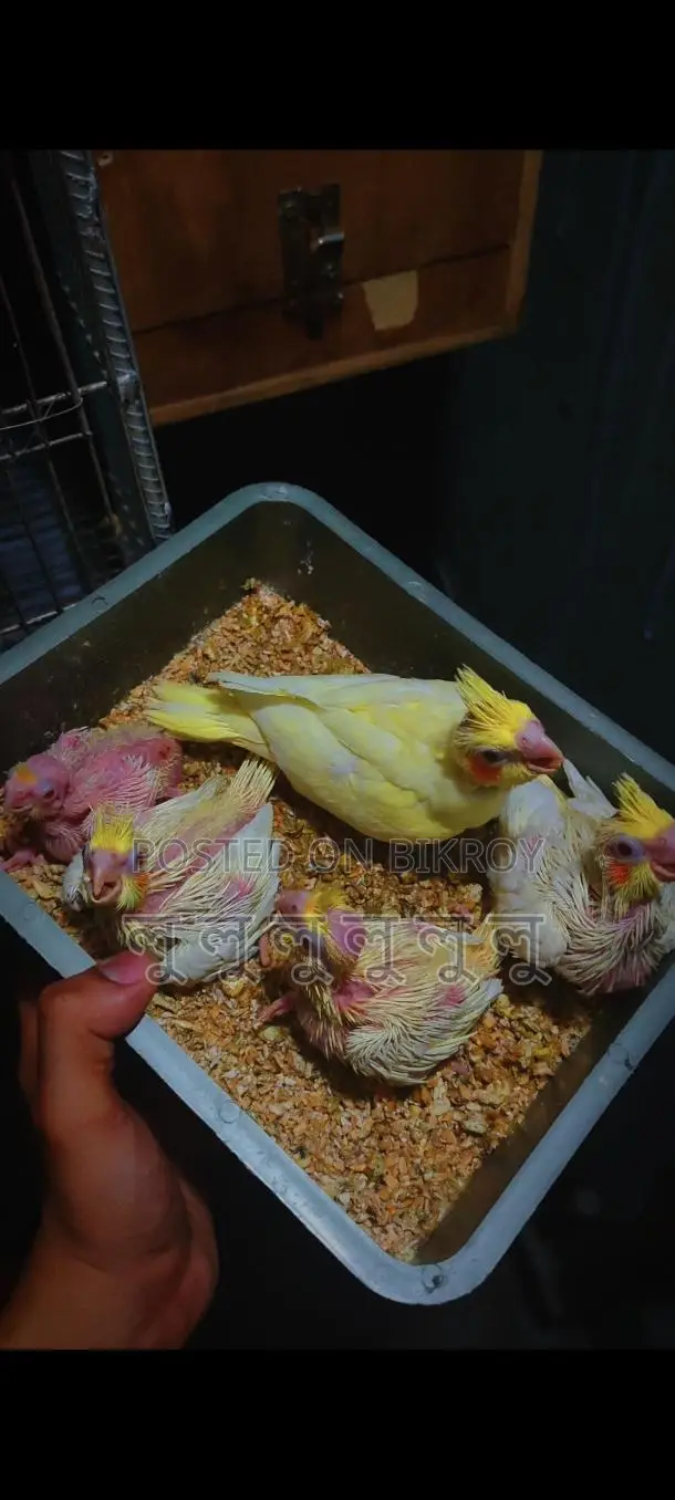 Cockatiel Bird Chicks