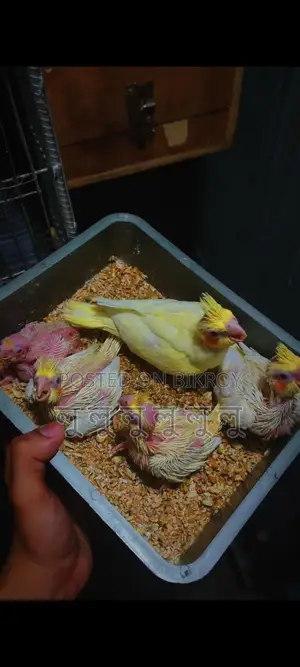 Cockatiel Bird Chicks