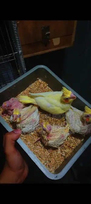 Cockatiel Bird Chicks
