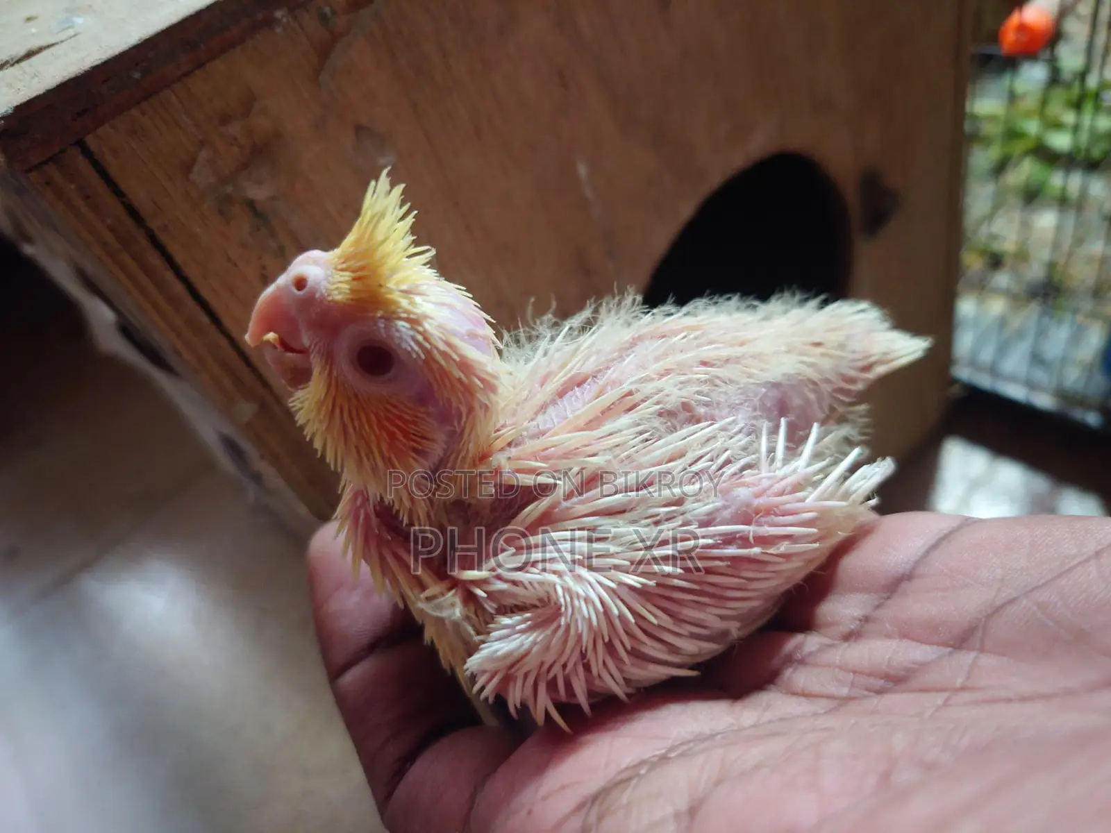 Cokatail Tame Size Baby