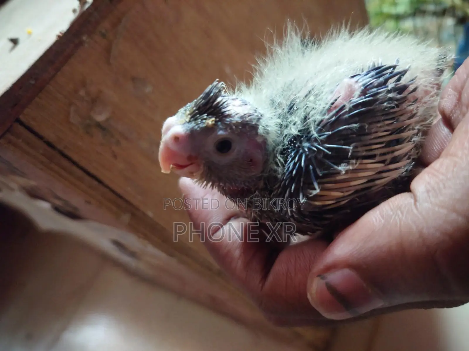 Cokatail Tame Size Baby