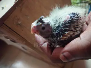 Cokatail Tame Size Baby