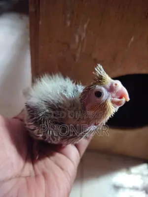Cokatail Tame Size Baby