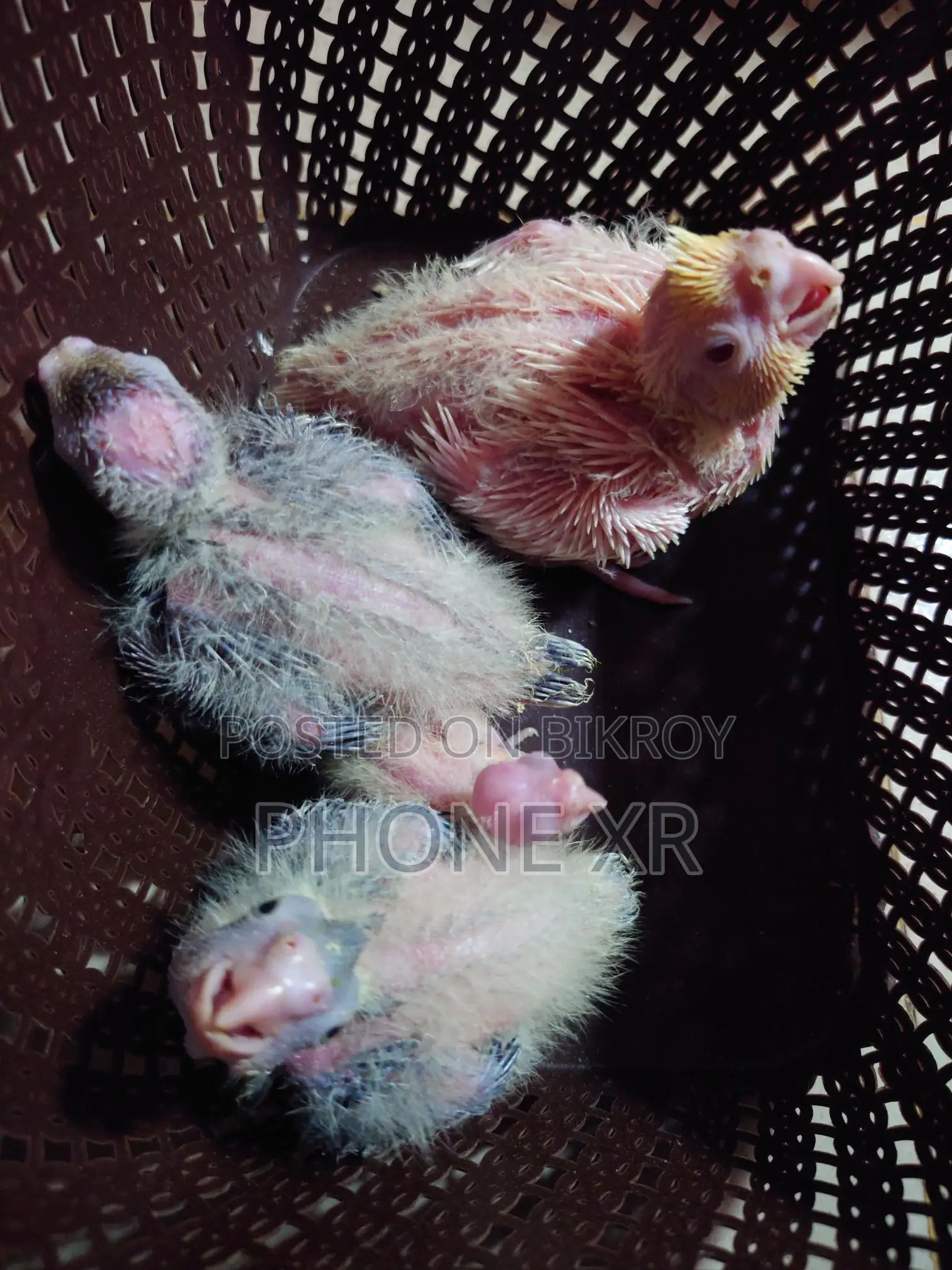Cokatail Tame Size Baby