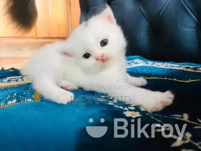 Traditional Persian