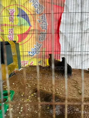 কিং কোয়েল পাখি