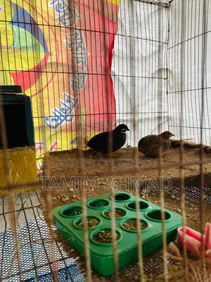 কিং কোয়েল পাখি