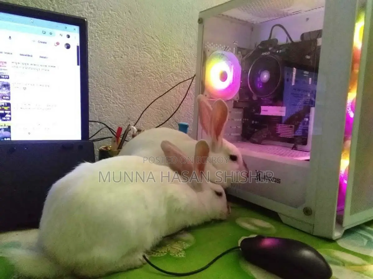 Rabbit for Sale