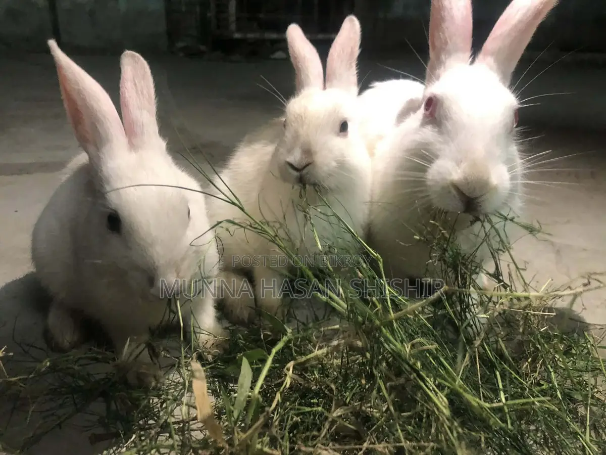 Rabbit for Sale