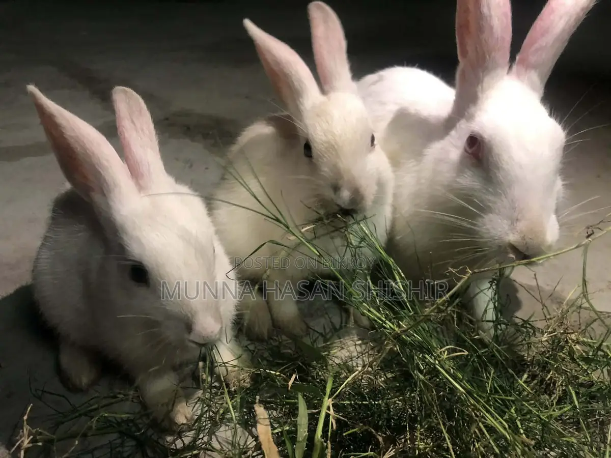 Rabbit for Sale