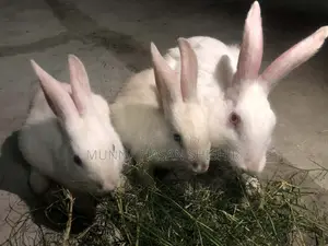 Rabbit for Sale