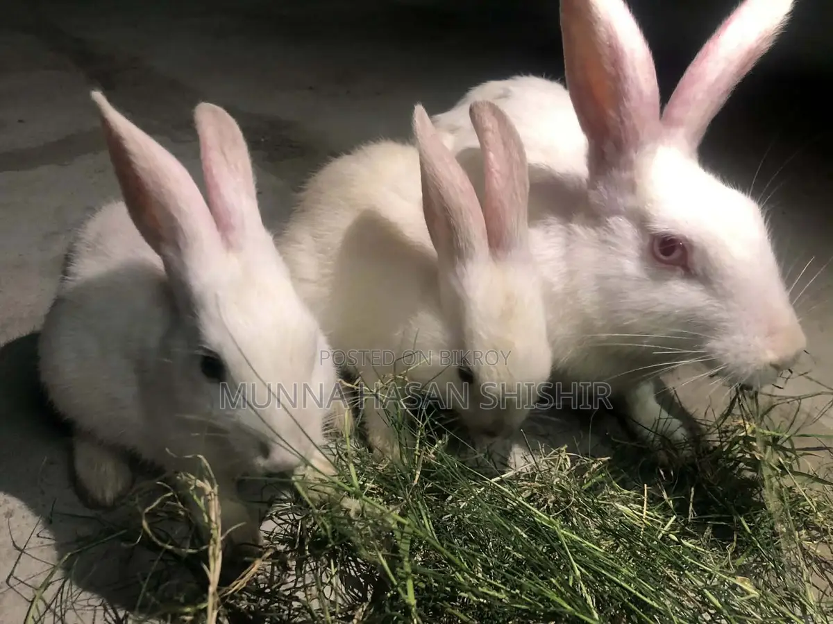 Rabbit for Sale