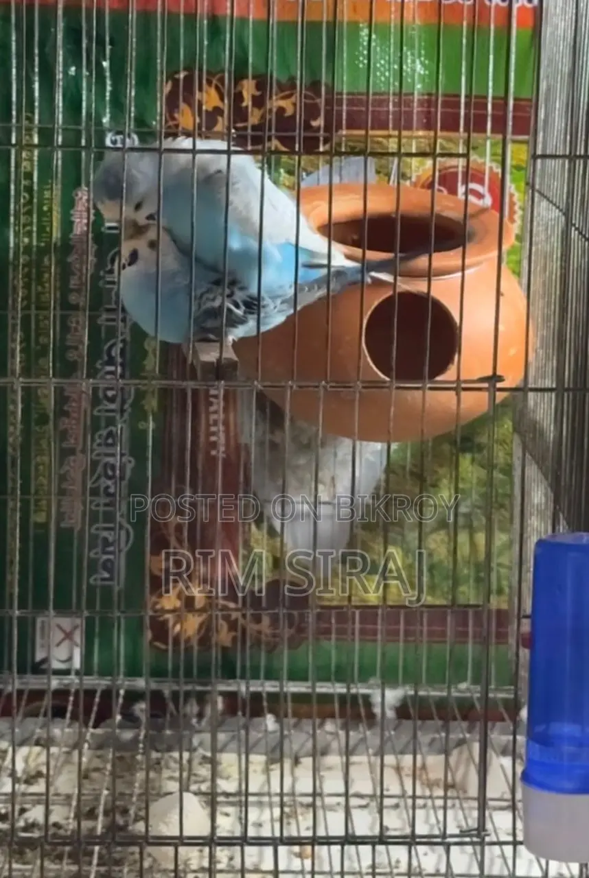 Bajrigar Bird Sell