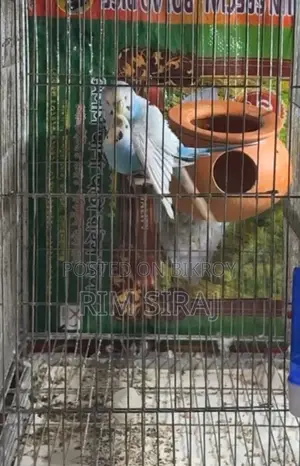 Bajrigar Bird Sell