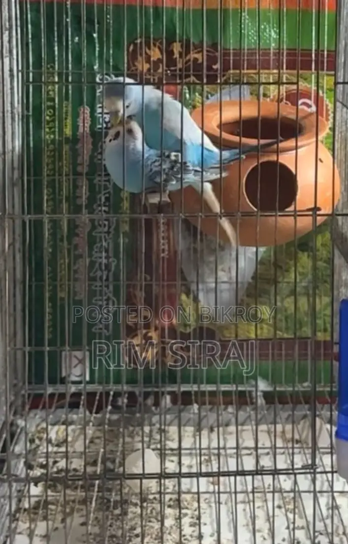 Bajrigar Bird Sell