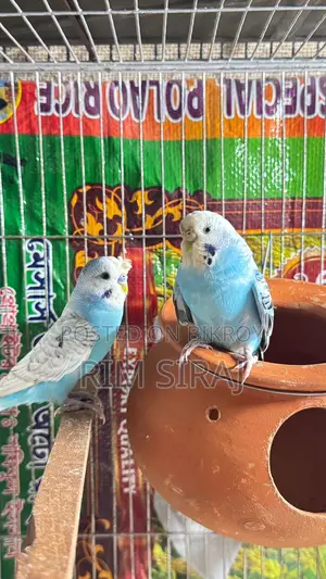 Bajrigar Bird Sell