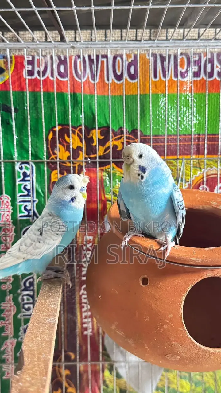 Bajrigar Bird Sell