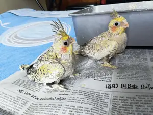 Cinnamon Cockatiel Baby