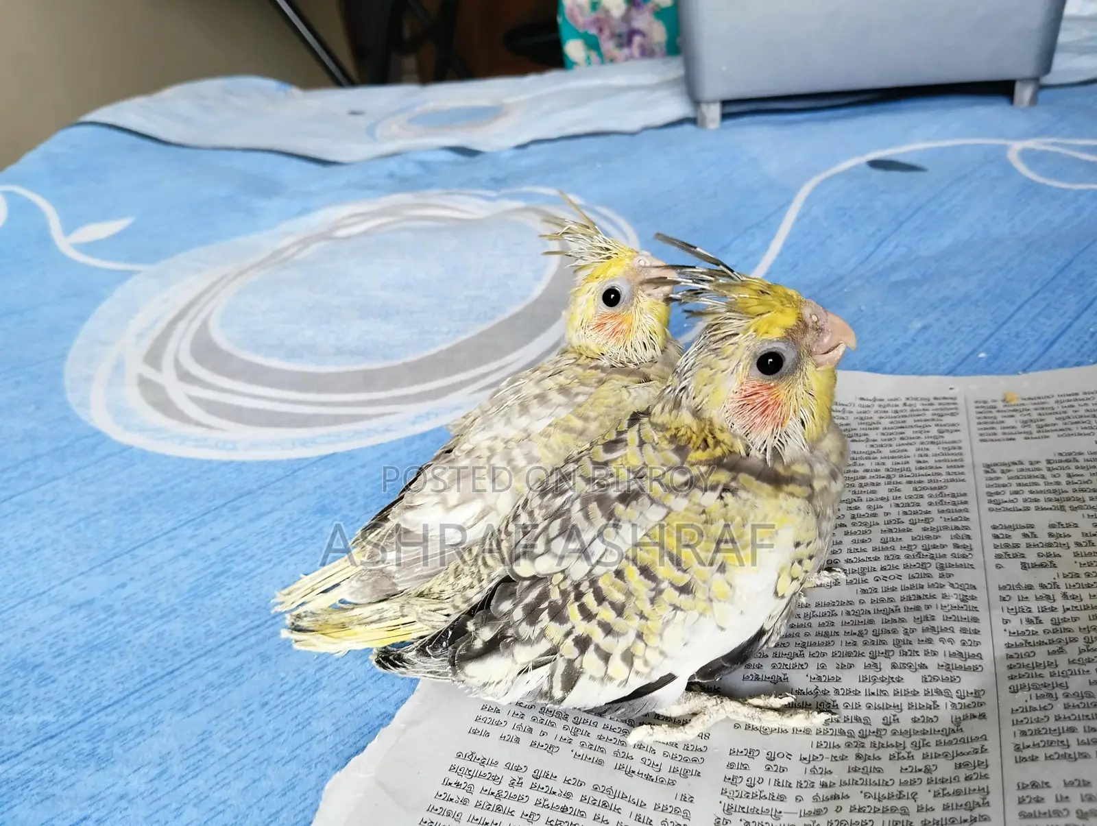 Cinnamon Cockatiel Baby