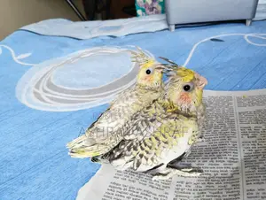 Cinnamon Cockatiel Baby