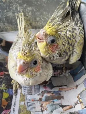 Cinnamon Cockatiel Baby