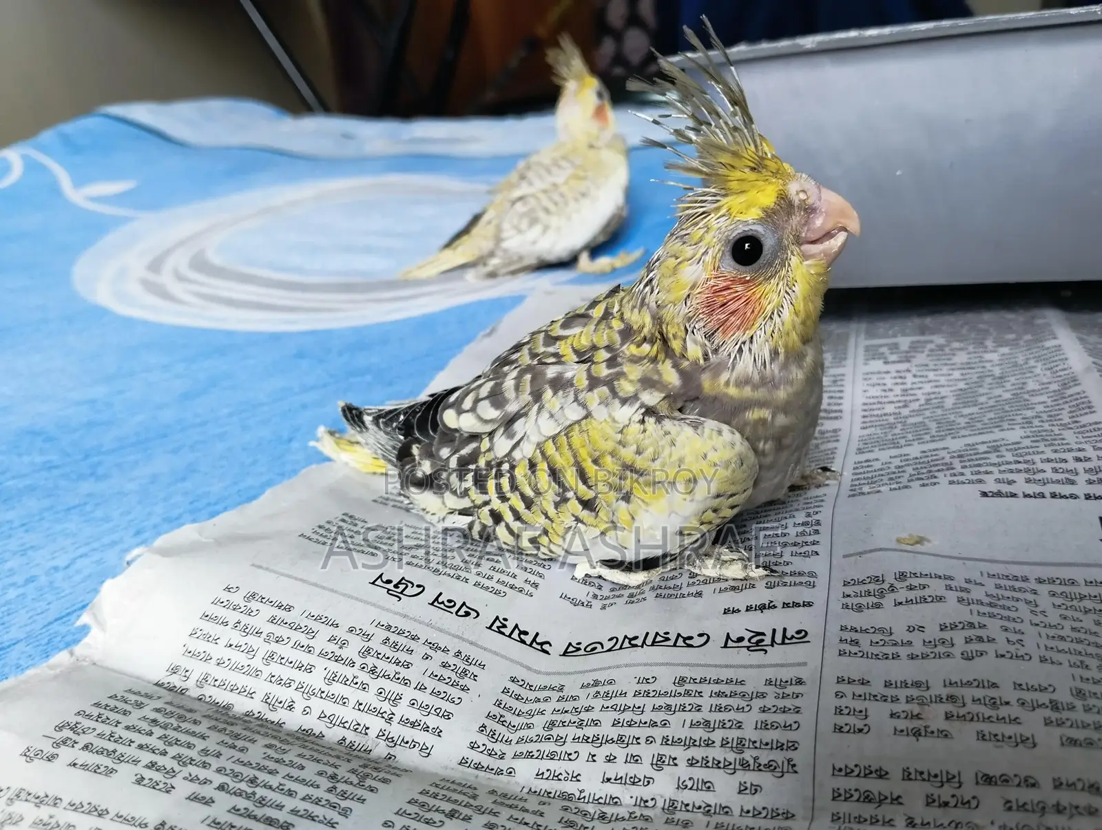 Cinnamon Cockatiel Baby