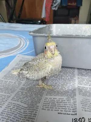 Cinnamon Cockatiel Baby