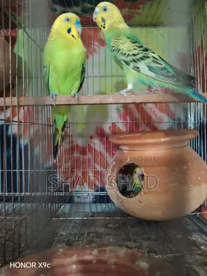 Budgie birds with chicks