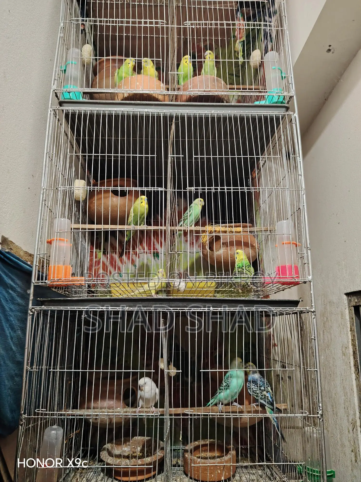 Budgie birds with chicks