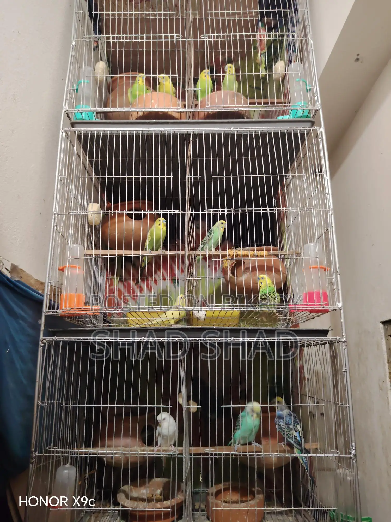 Budgie birds with chicks
