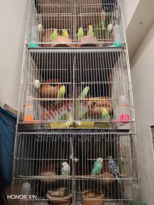 Budgie birds with chicks