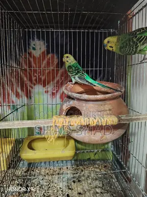 Budgie birds with chicks