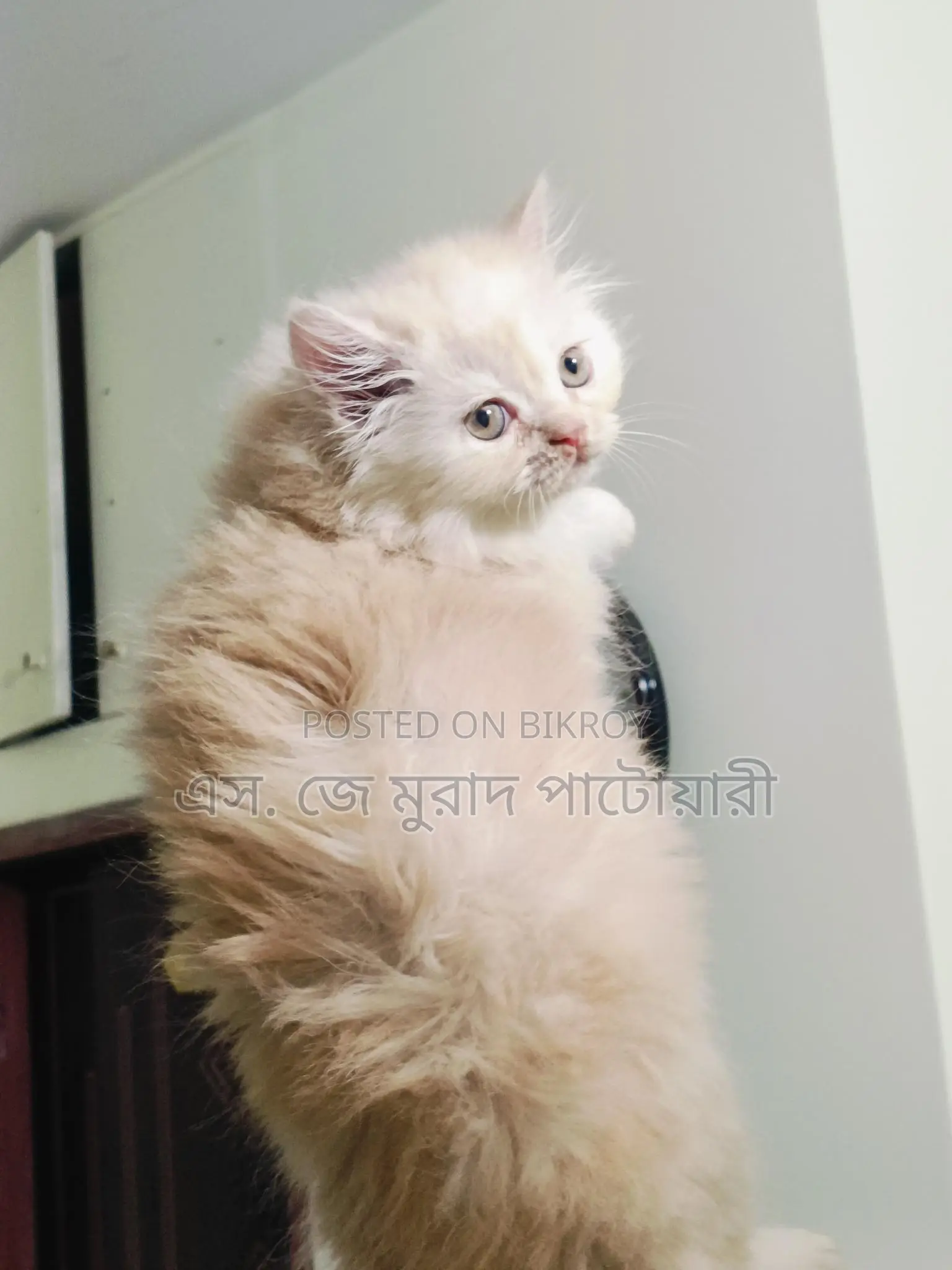 পিওর ট্রেডিশনাল পার্সিয়ান বিড়াল