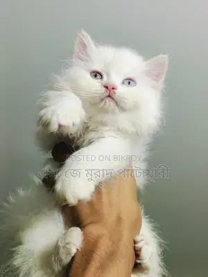 পিওর ট্রেডিশনাল পার্সিয়ান বিড়াল
