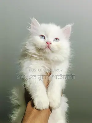 পিওর ট্রেডিশনাল পার্সিয়ান বিড়াল