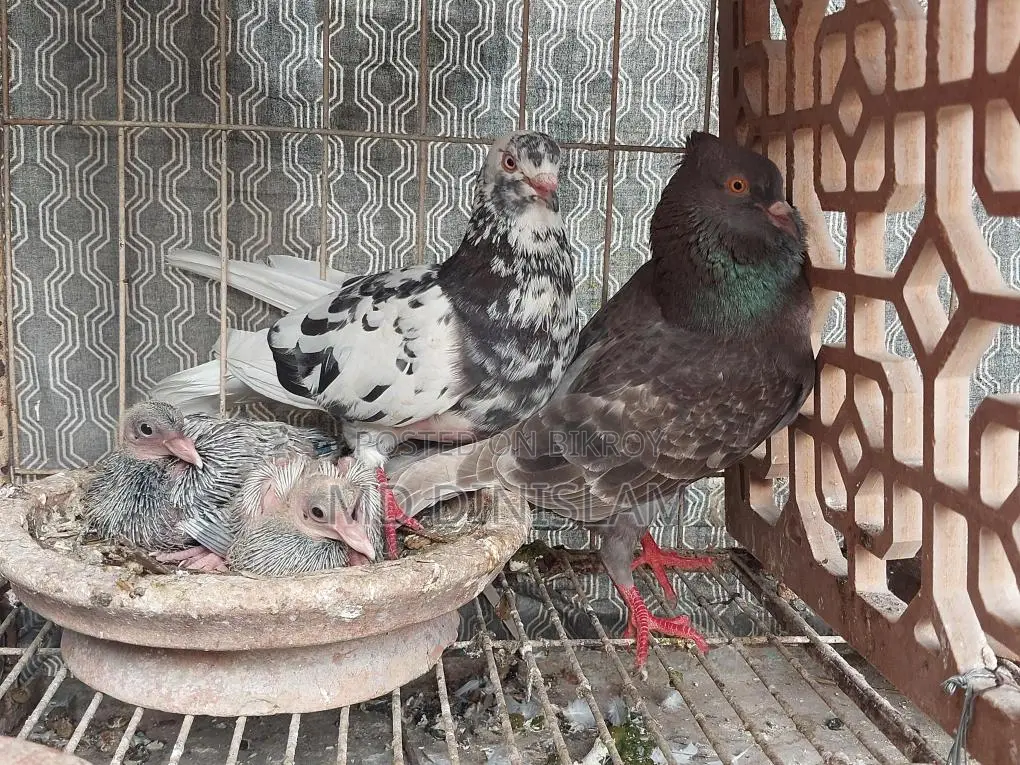 Pigeons with Chicks