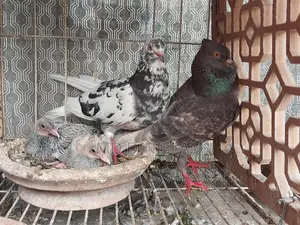 Pigeons with Chicks