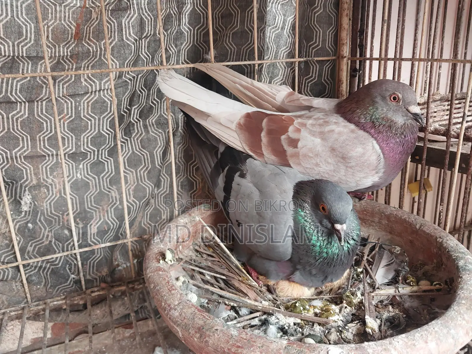Pigeons with Chicks
