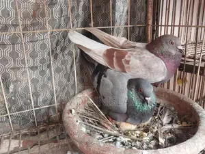 Pigeons with Chicks