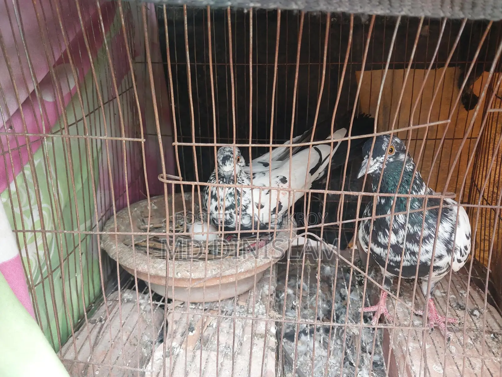 Pigeons with Chicks