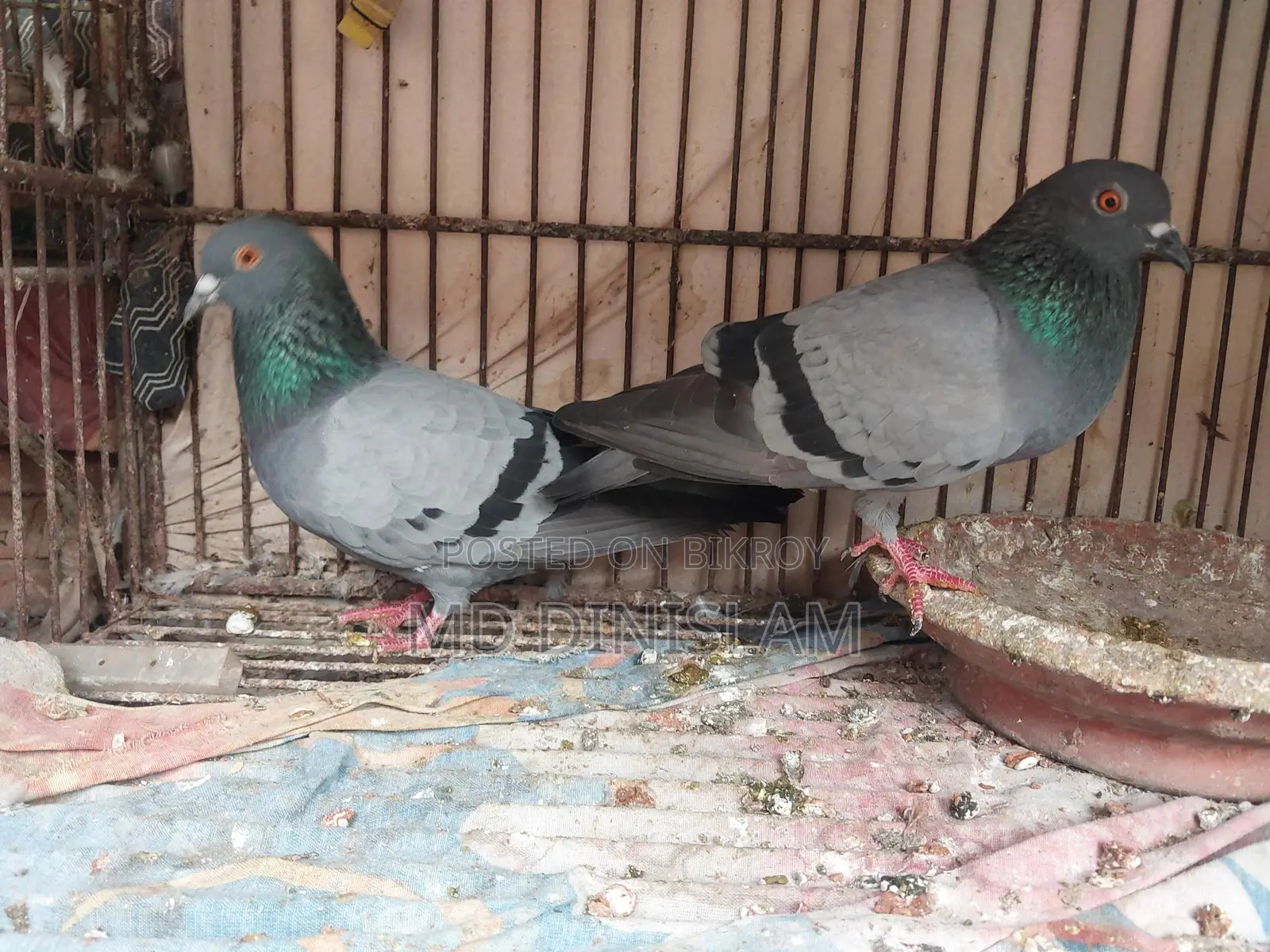 Pigeons with Chicks